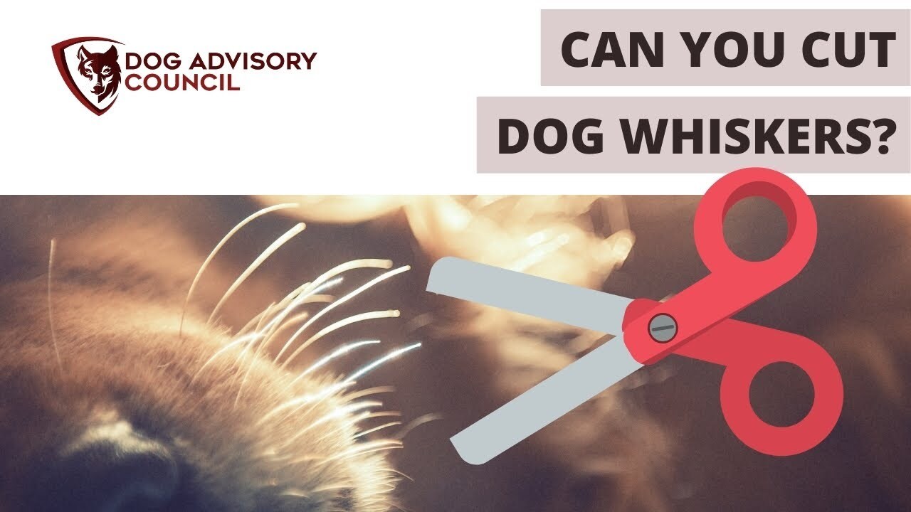 What Happens if You Cut a Dogs Whiskers? Will They Grow Back?