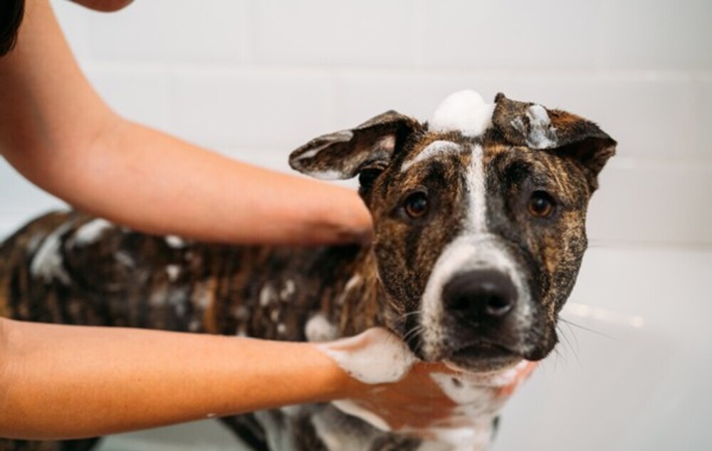How To Wash A Dog’s Face - NationwideDog