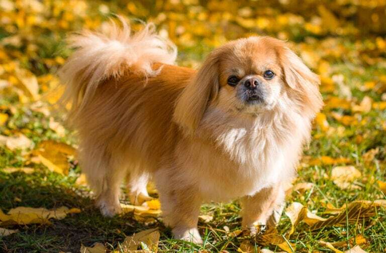23 Dogs With Fluffy Tails (Pictures For Each Breed!)