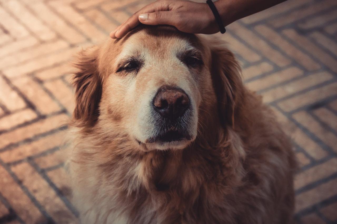 How to Groom an Old Dog Safely - Caring for a Senior Dog