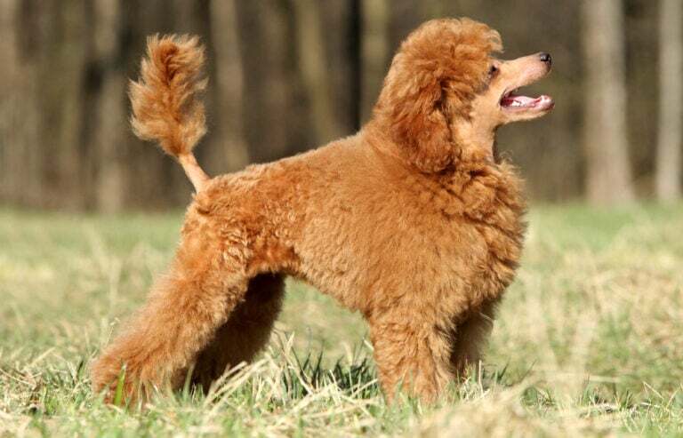 23 Dogs With Fluffy Tails (Pictures For Each Breed!)