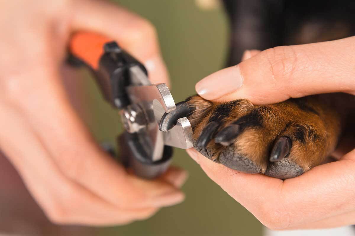 How To Trim Puppy Nails Without a Fuss | Fear Free Happy Homes How To Trim Puppy Nails Without a Fuss | Fear Free Happy Homes