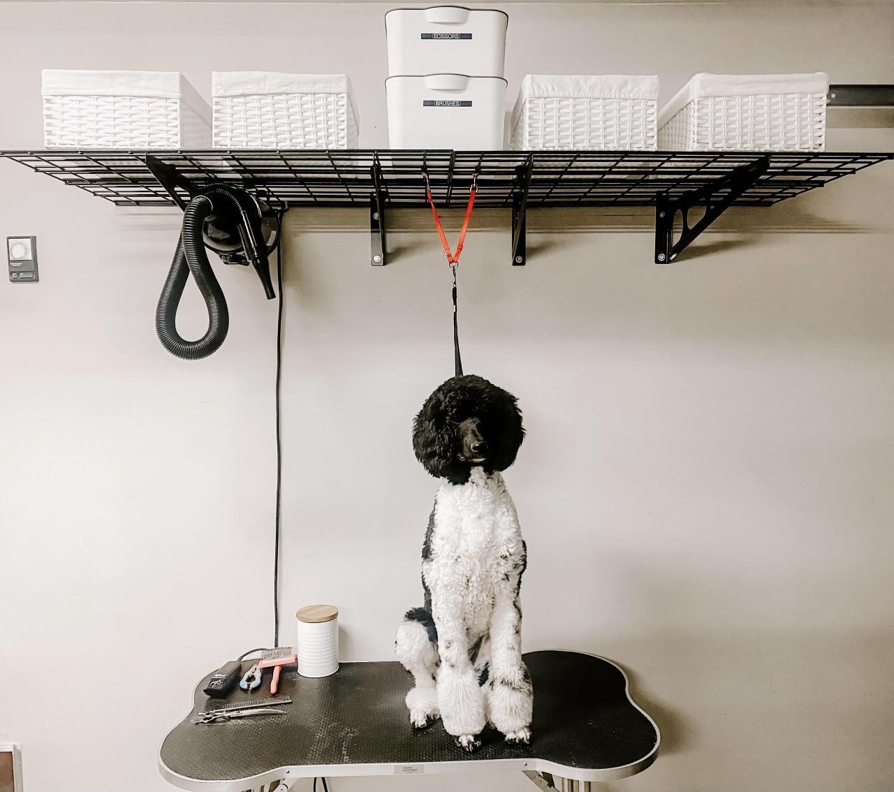 Organized my dog grooming station using fleximounts. Tilly the poodle ... Organized my dog grooming station using fleximounts. Tilly the poodle ...
