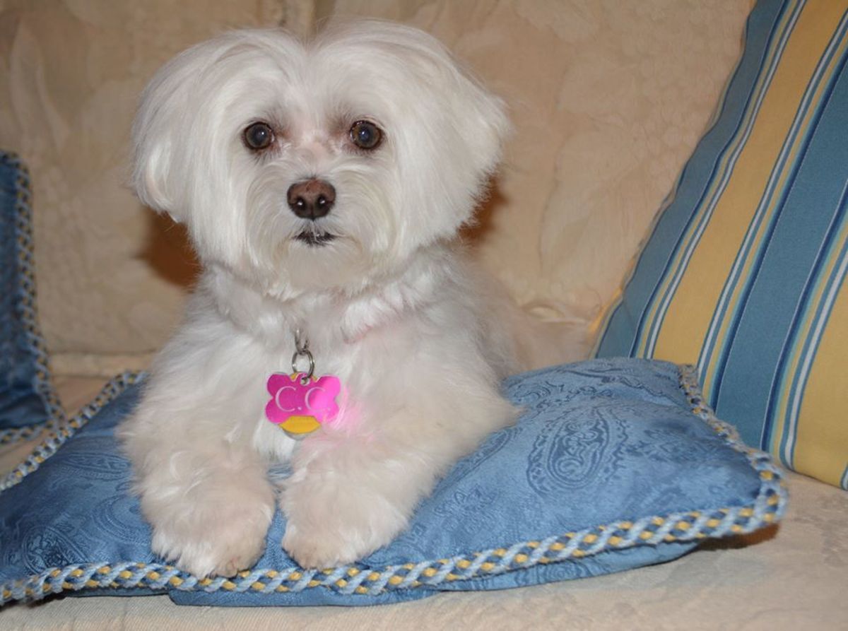 What To Use To Clean Tear Stains On Dogs