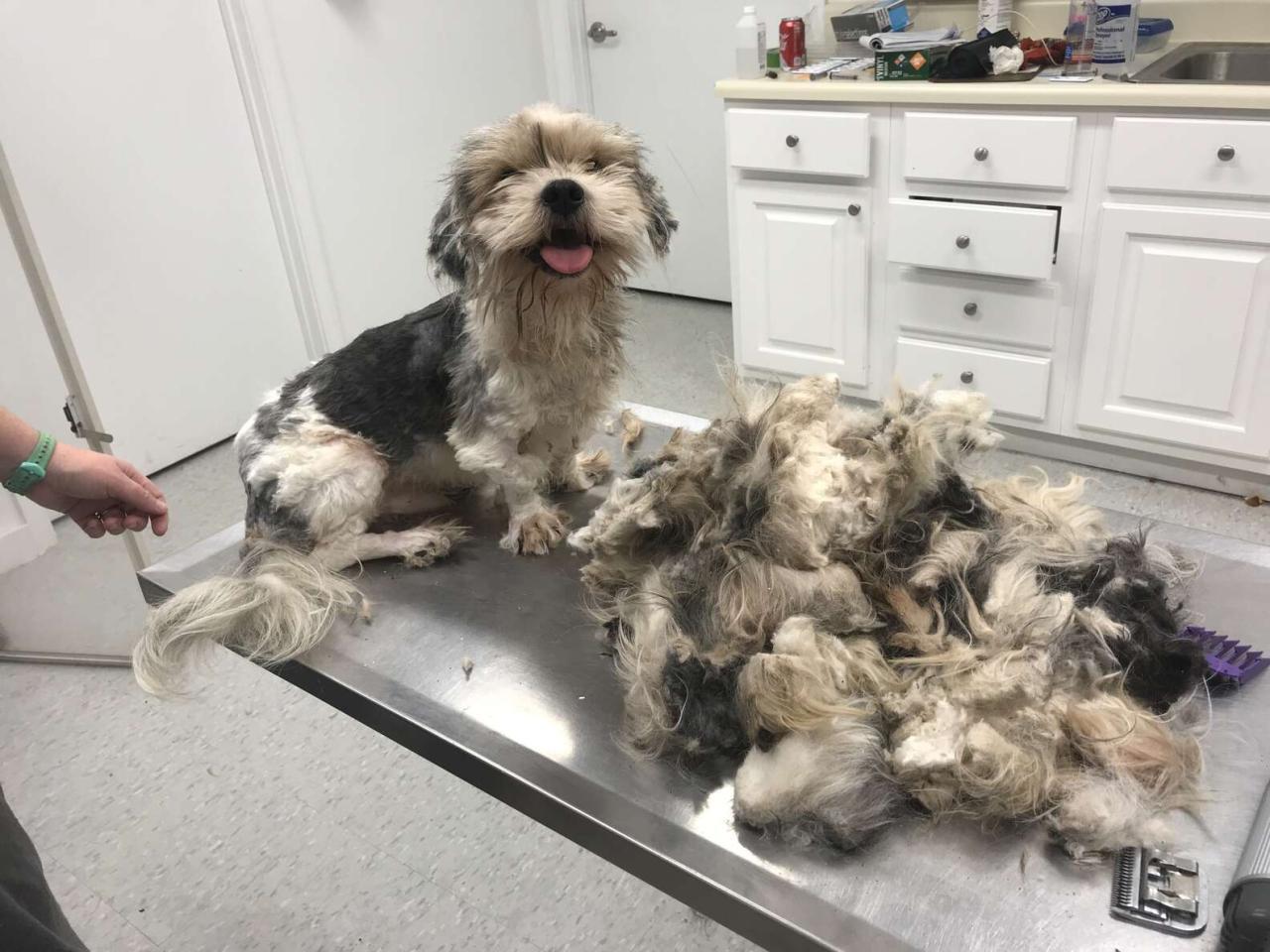 Rescuers Shave Matted Dog, Remove 4 Pounds Of Fur - The Dodo