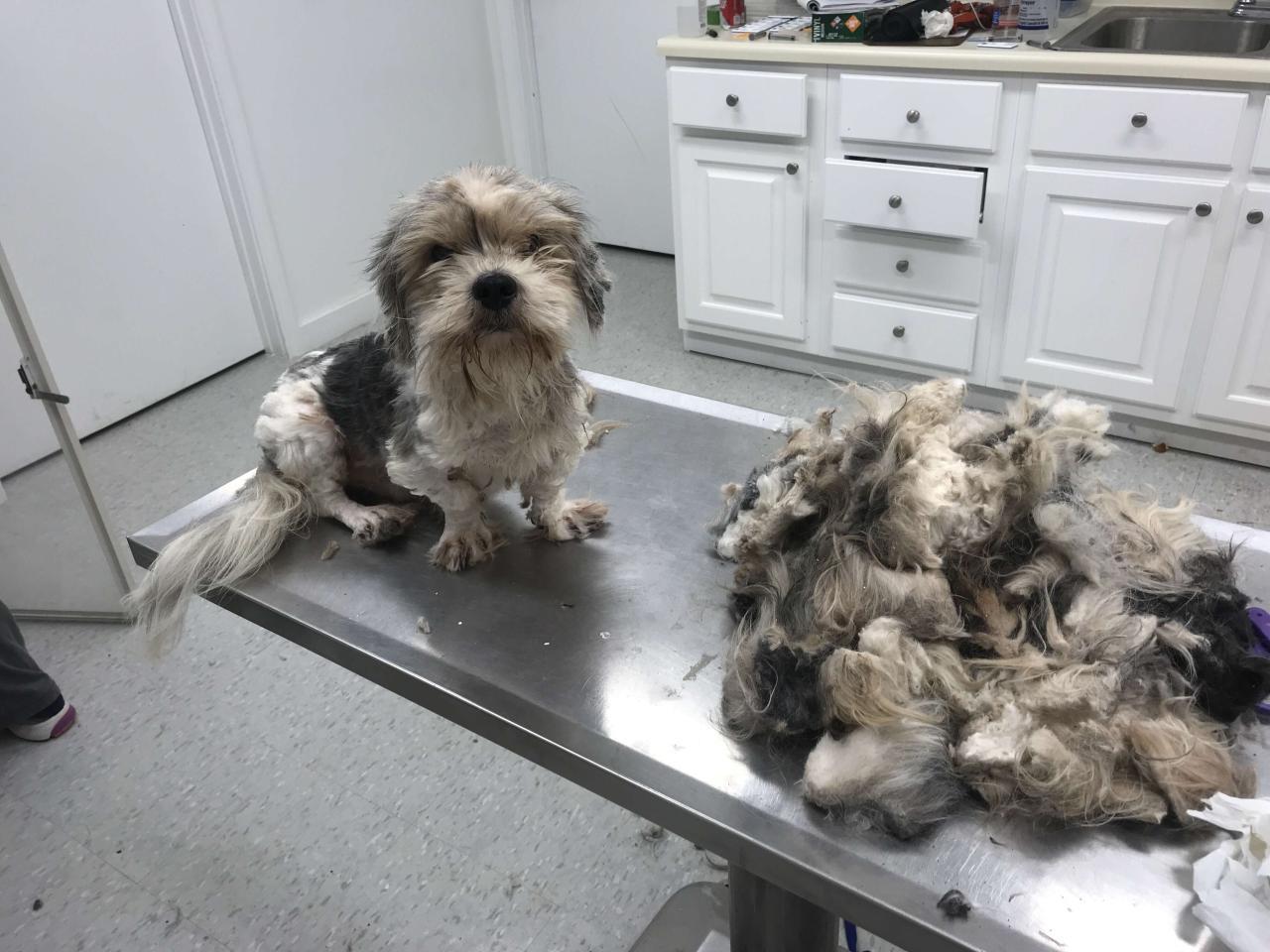 Rescuers Shave Matted Dog, Remove 4 Pounds Of Fur - The Dodo