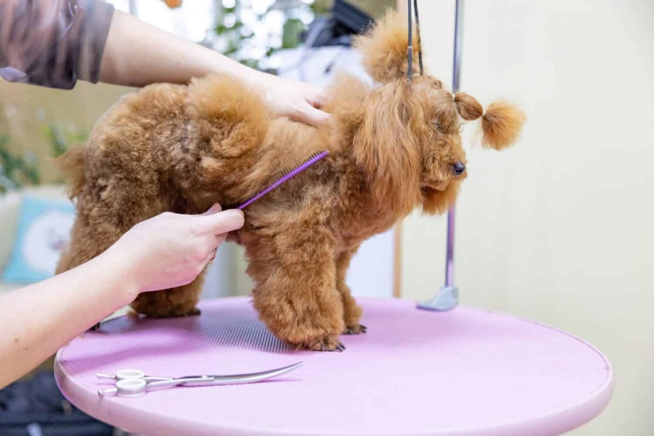 How to Groom a Poodle: 2 Styles, 10 Steps - A-Z Animals