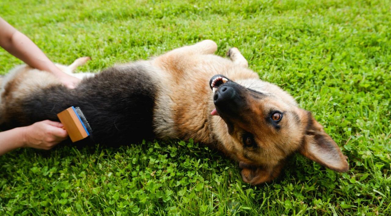 How to groom a dog with a short coat Clipit Grooming