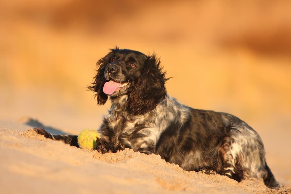 Dog Sunburn: 10 Tips To Keep Your Dog Safe In The Harsh Sun | Tips by ...