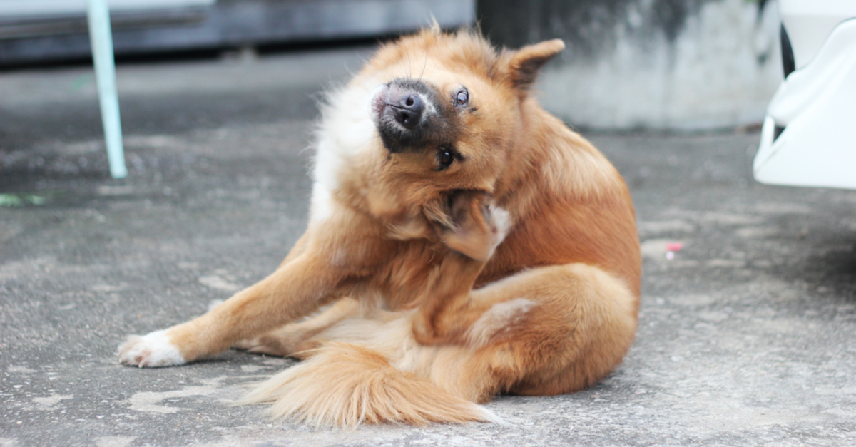 How Can I Soothe My Dog's Itchy Skin? – Squishface