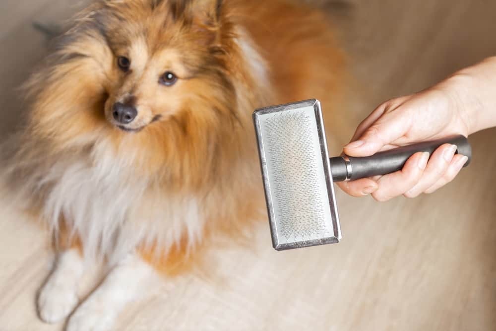 Should I Shave My Dog? And Other Common Summer Grooming Questions – The ...