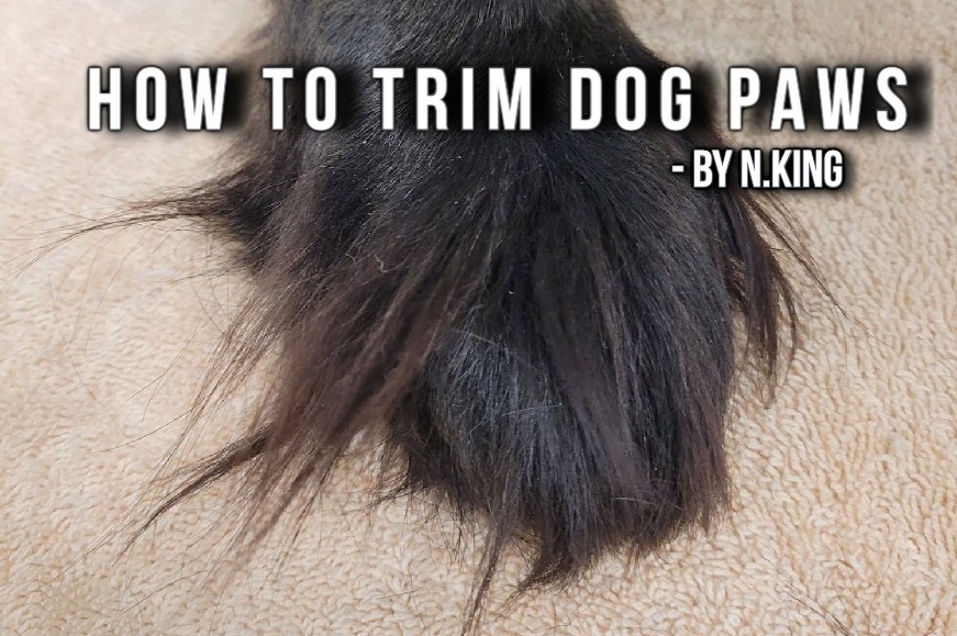 HOW TO TRIM DOG PAWS ( A STEP BY STEP GUIDE ) - Doggo Kin