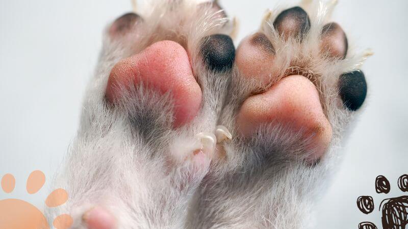 How to trim your dog s paw hair luckytail – Artofit