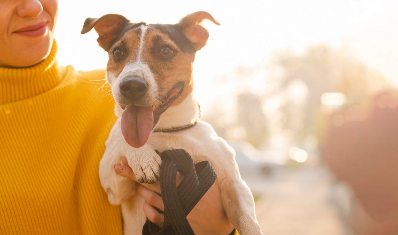 Puppy Grooming: Learn to Keep Your Pup Looking Great | The Puppy Blog ...