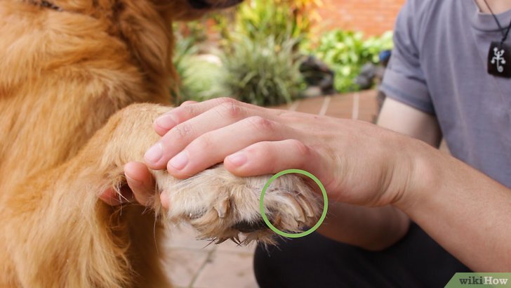 How to Wash Your Dog : 7 Steps (with Pictures) - Instructables