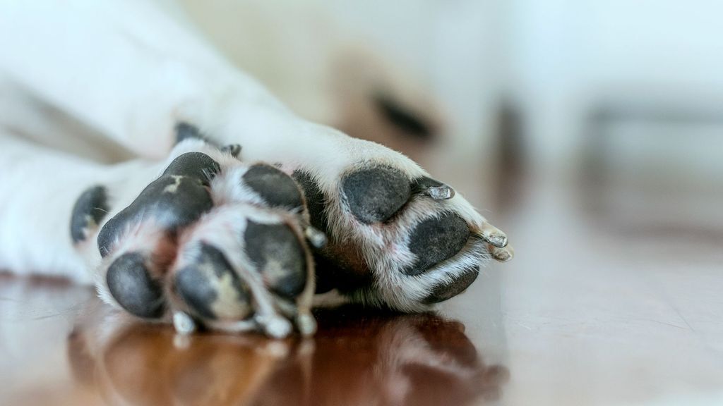 How to Moisturize Your Dog's Dry Paw Pads